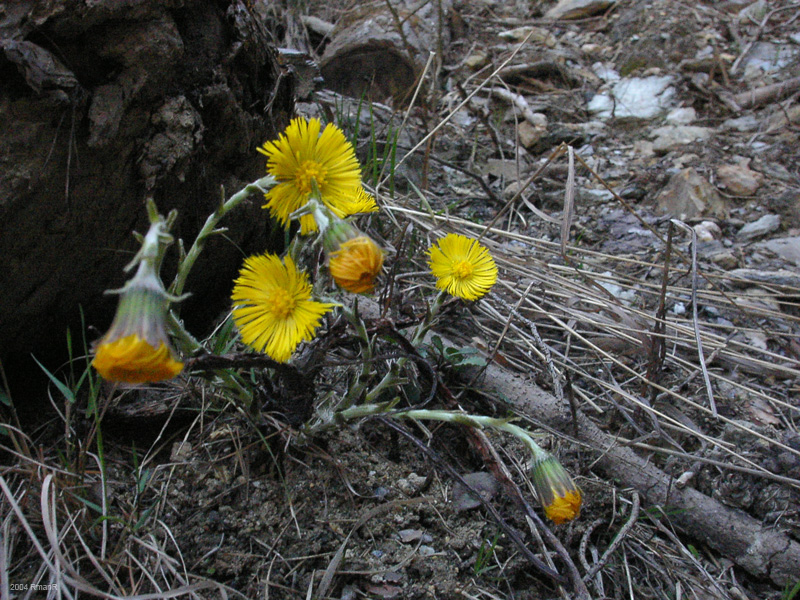 29_tussilage_pas d'âne