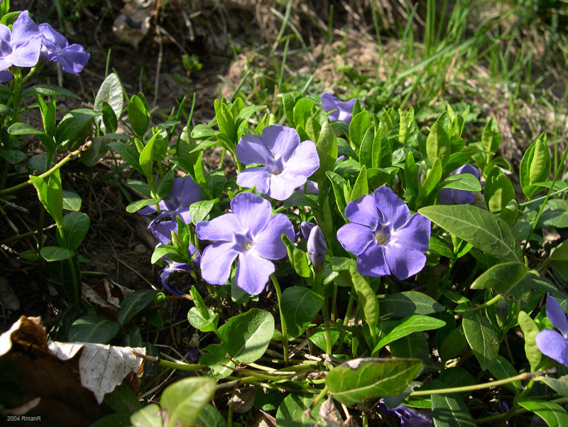 51_linum alpinum jacq