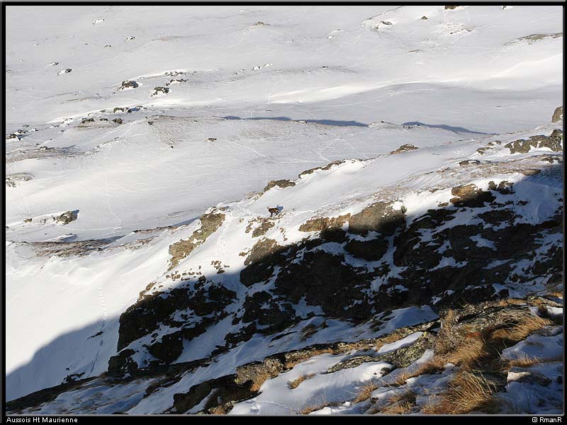 28chamois